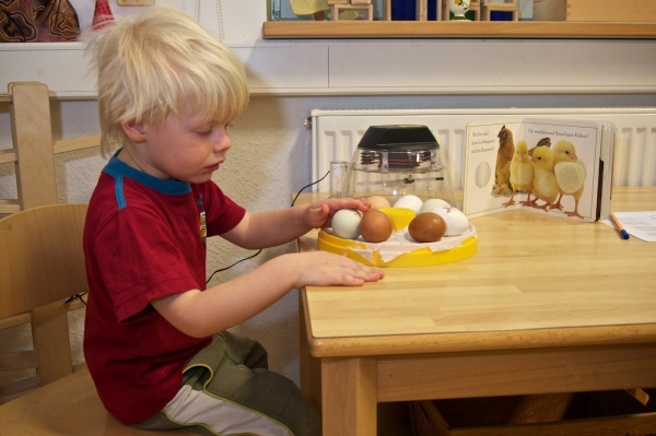In verschiedenen Umwelt- und Naturprojekten und dem direkten Erleben, z.B. "Ein Huhn schlüpft aus dem Ei", können die Kinder die Welt erweiternd erfahren.