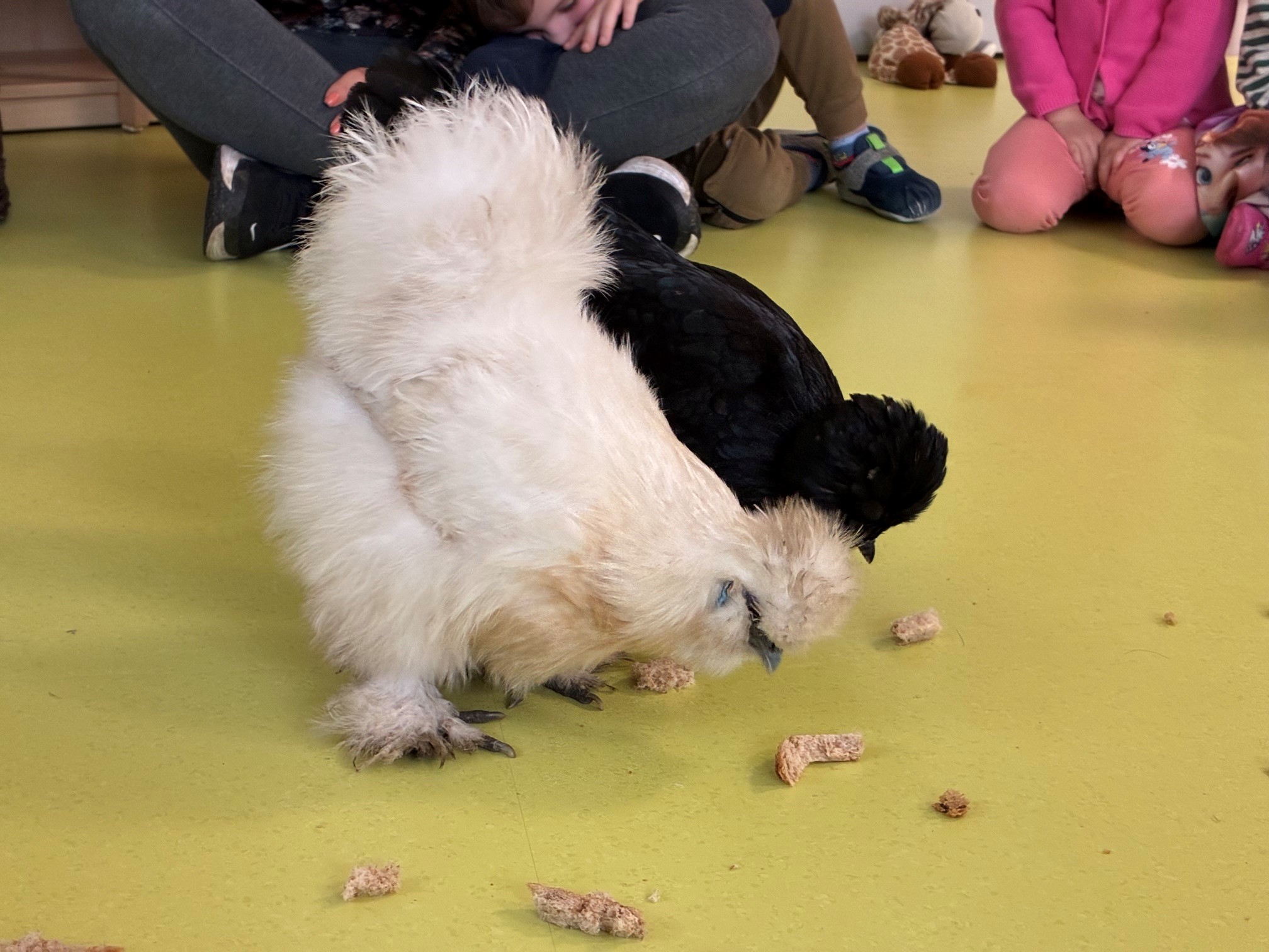 Die Hühner besuchen uns in der Kita :)