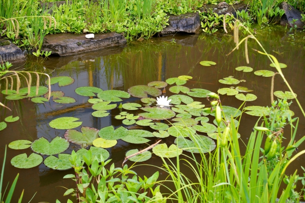 Unser Blickfang: Der Teich mit Fröschen, Fischen, Libellen und wunderschönen Teichrosen