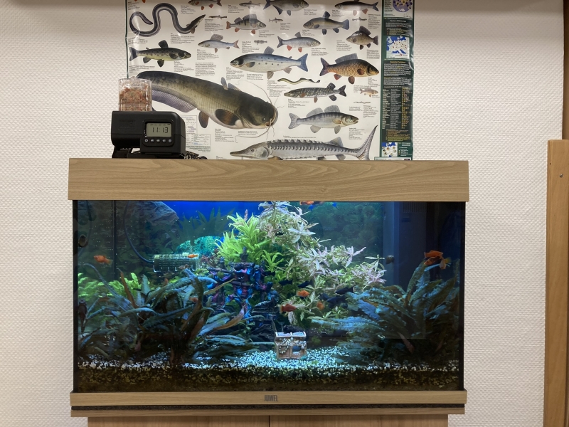 Unser Aquarium, mit Welsen, Black Mollys, Platys und Garnelen. 
