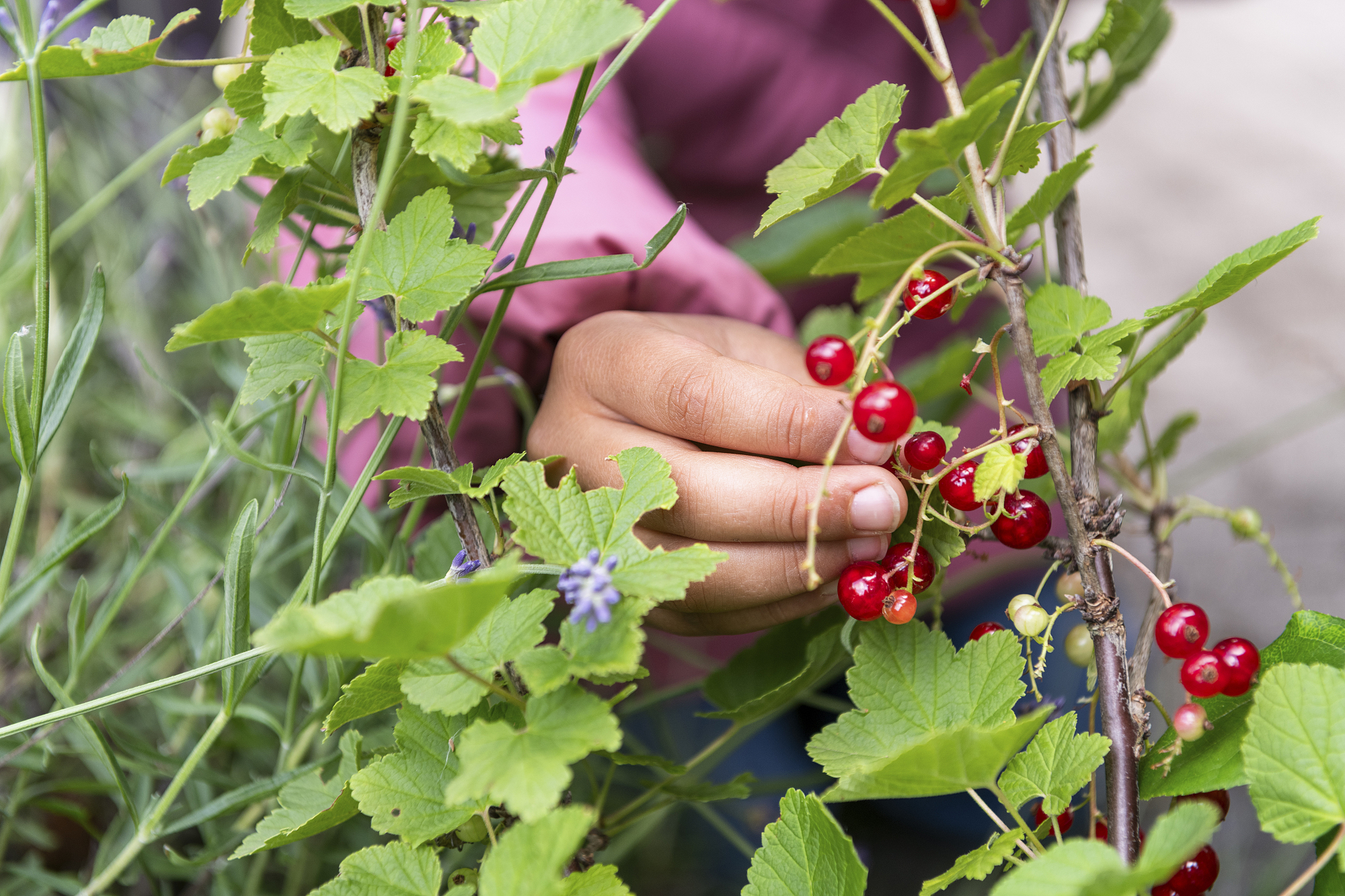 Unser Garten bietet Ihrem Kind nicht nur einen Platz zum Spielen, sondern für vielfältige Sinneserfahrungen. Die im Garten wachsenden Äpfel, Birnen, Beeren, Trauben, Kräuter ... verarbeiten w