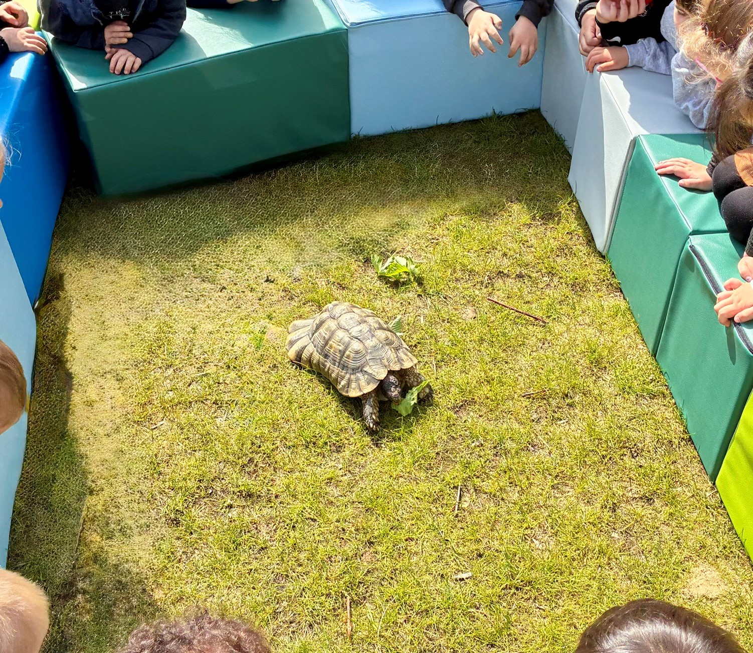 Kinder lieben Tiere. Die griechische Landschildkröte war zum Besuch.