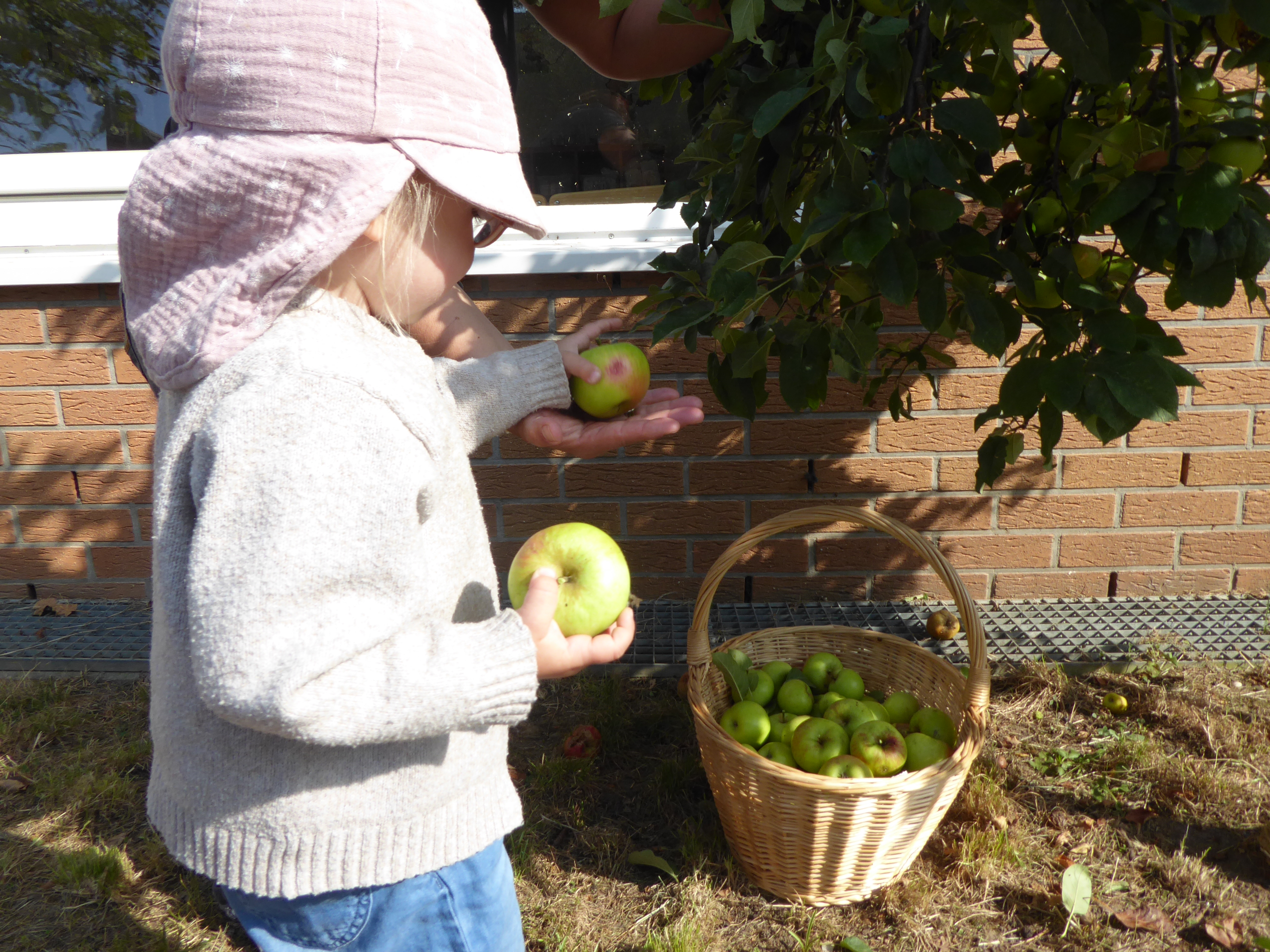 Ein Kind hält einen Apfel in der Hand. Es steht vor einem Apfelbaum, der voll mit reifen Äpfeln hängt.